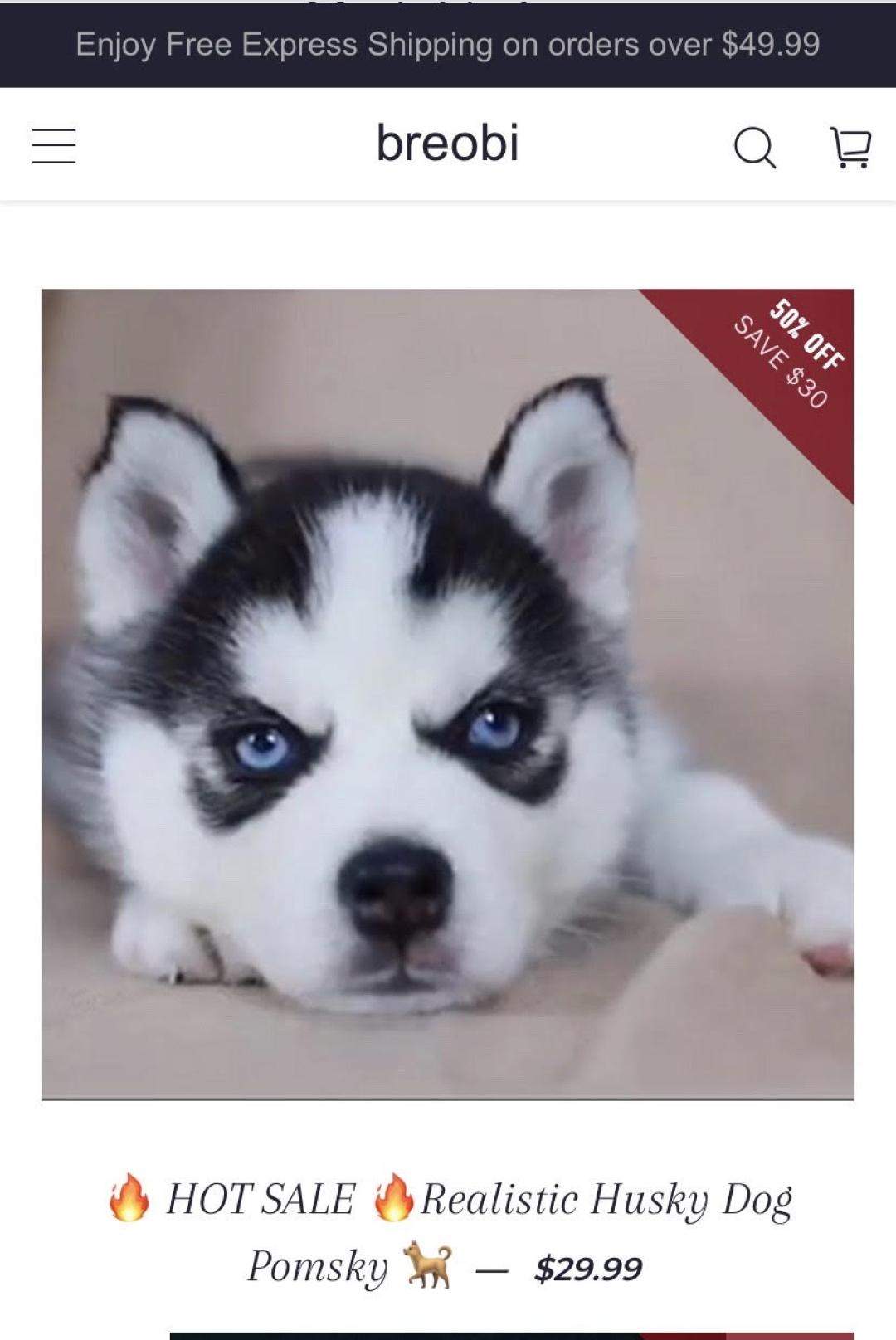 dog1-5f7c7.jpg