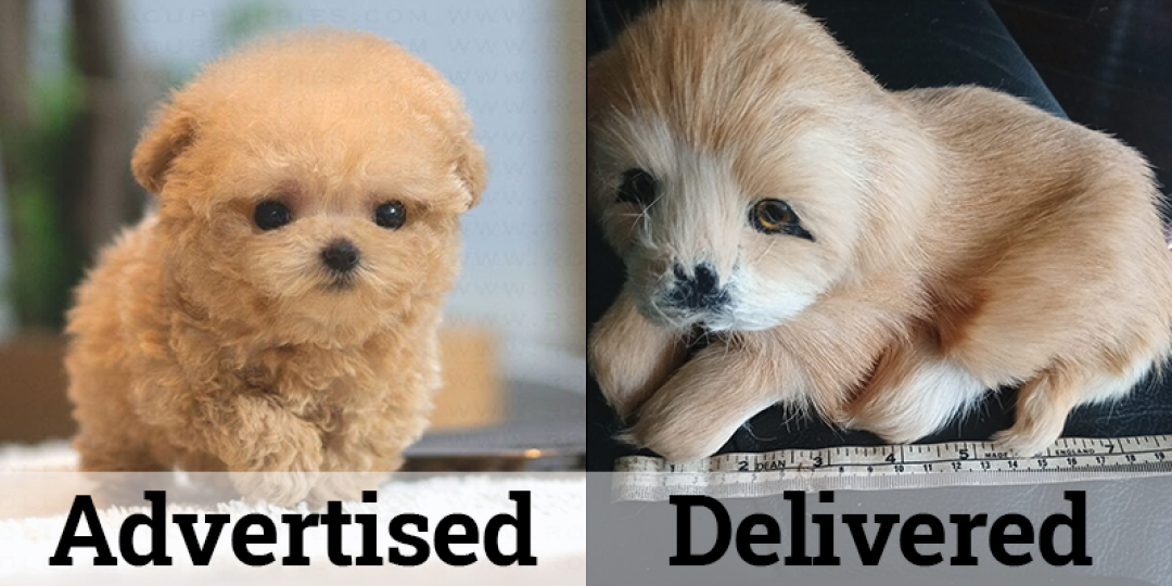 puppy-5fb40.png
